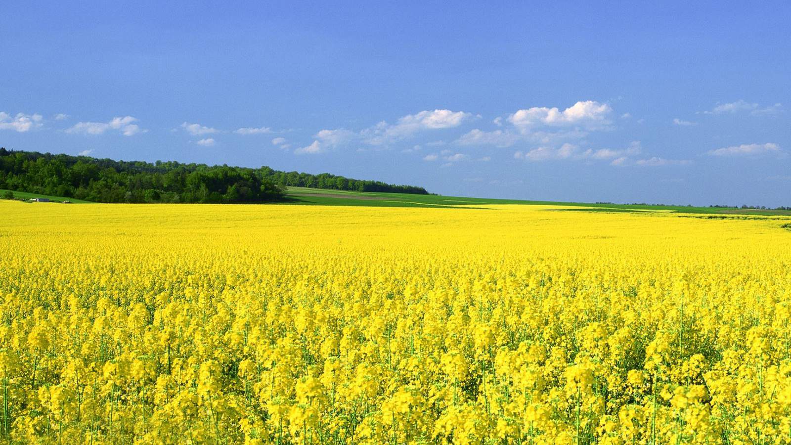 mustard-oil-banner -